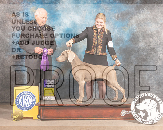 Weimaraner #28 Fri WB Judge Carmen Battaglia-MMJ_8018-FW2022-HR3