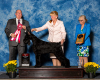 Giant Schnauzers #6 Fri BOS Starink Janine Lisa Hawes Linda Low Judge Mr Douglas R Holloway-2