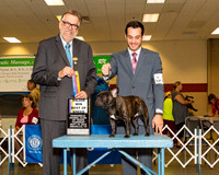 French Bulldogs #25 Thrs Maj BoB Dalton James Shelley St John Judge Mr James G Reynolds