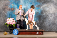 Whippet #20 THUR WB Judge Jeffery Bazell