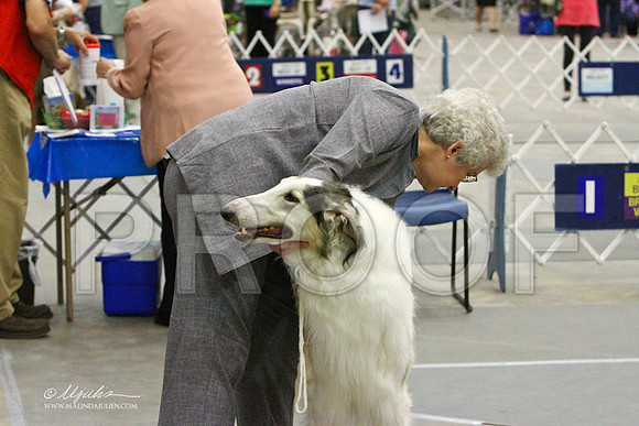 Borzoi-2365LR
