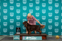 Field Spaniel #945 Thur T10BOB Judge Lori Sargent