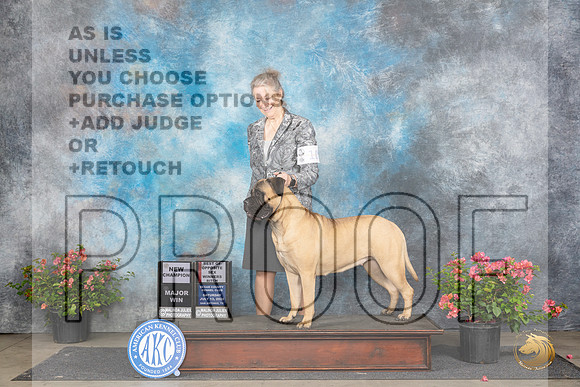 Bullmastiff #10 Sat WBBOSMCH Judge Paul F Willhauck__JP_4895_San Antonio_2024_HR3