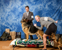 German Shepherd Dog #15 Fri BOB