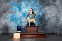 Italian Greyhound #? Sat 1st Judge Nancy Gallant