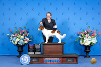 Nerderlandse Kooikerhondje #6 SUN BOB BOBOH NGC Judge Sandra Lex