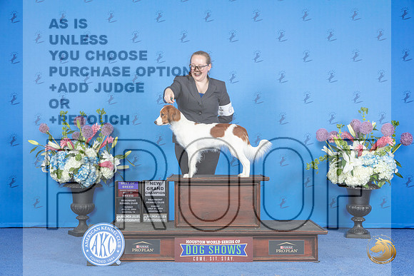Nerderlandse Kooikerhondje #6 SUN BOB BOBOH NGC Judge Sandra Lex__JP_0767_Houston_2024_HR3