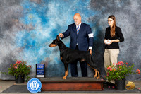 Doberman Pinscher #19 Sun G1 Judge Karen McFarlane