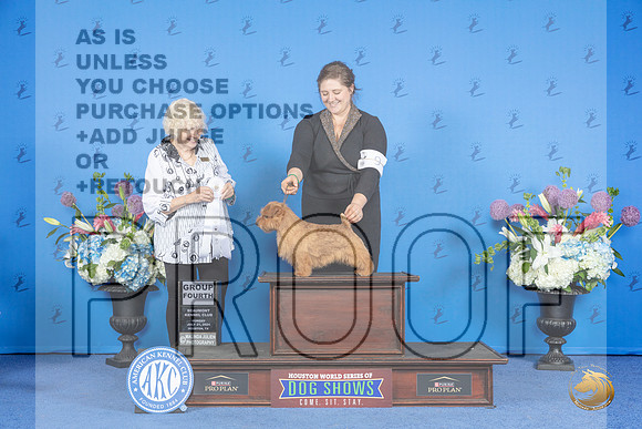 Norfolk Terrier #9 SUN G4 Judge Nancy Liebes__JP_0750_Houston_2024_HR3
