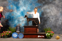 Italian Greyhound #25 Sun SD Judge Anne Bolus