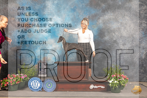 Italian Greyhound #25 Sun SD Judge Anne Bolus_MJ_0835_SA_2022_HR3