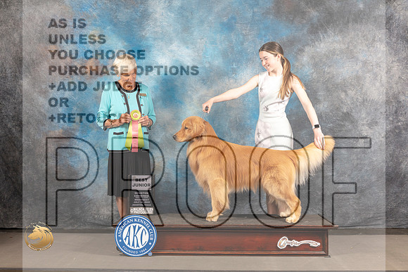 Golden Retriever #J505 Wed BJr Judge Pluis Davern_MJ_2964_Houston_2022_HR3