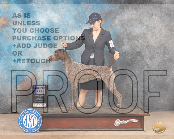 German Shorthaired Pointer #11 Fri WD Judge Peggy McIlwaine-MMJ_3927-Abilene2022-HR3