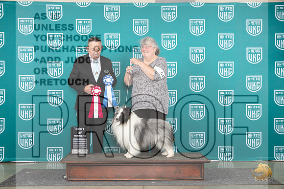 Shetland Sheepdog #64 Wed BOW Judge Keith Kozakiewicz__JP_0550_Premier_2024_HR3