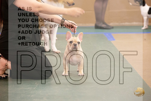 French Bulldog # Ringside Sat_JJL_3949_LongviewTX_2024_HR3