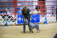 Australian Cattle Dog Fri Ring 2