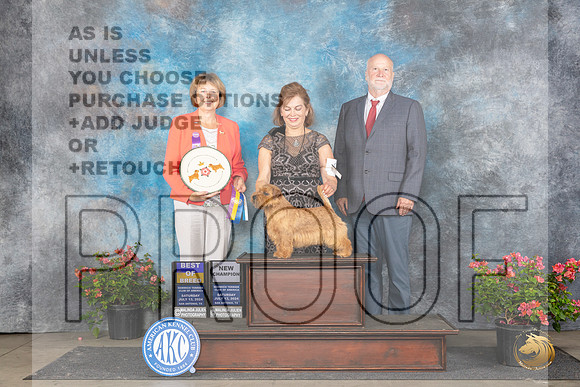 Norfolk Terrier #9 Sat CHWDBOWBOB Judge Cathy Thompson-Morgan__JP_5358_San Antonio_2024_HR3