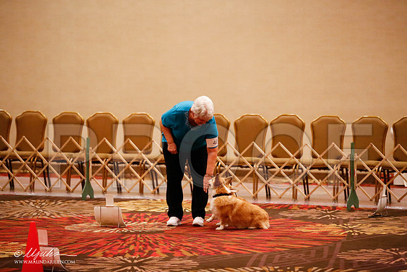 _JJ_7836-HstnCorgiFeb2015-HR3