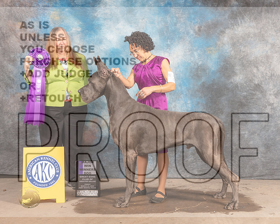 Great Dane #25 Fri WD Judge Laura Munro-MMJ_7976-FW2022-HR3