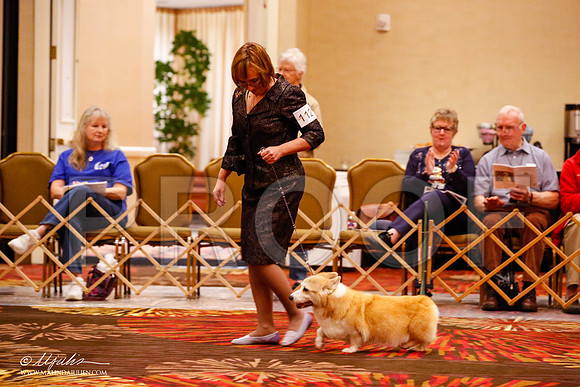 _JJ_9107-HstnCorgiFeb2015-HR3