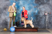 Soft Coated Wheaten Terrier #6 Thurs OHG2 Judge Jon Cole