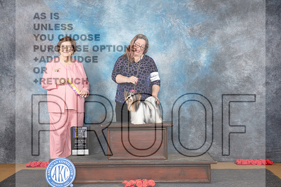 Biewer Terrier #10 Sun BOB NGCH Judge Nikki Riggsbee__JP_0673_Sulphur Springs_2024_HR3