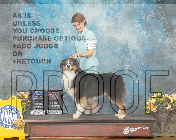 Australian Shepherd #23 Thurs BOBOHBOBBOW Judge John Wade-MMJ_8622-NWARK2022-HR3