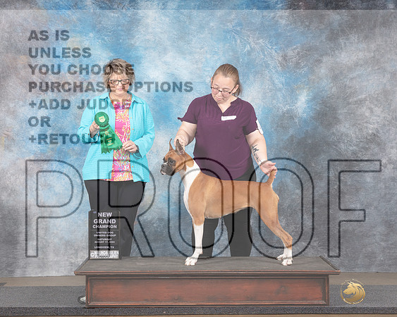 Boxer #475 Sat NGCh Judge Jennifer Landers -_JP_2595e_Longview TX 2024-HR3