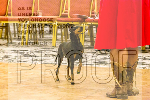 Manchester Terrier MTOY Candids-JJL_2280-Hstn2022_HR3
