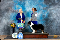 Australian Shepherd #6 Sat BOWBOWOHBOB Judge Edy Dykstra-Blum