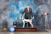 Dalmatian #6 Sat G4 Judge Pat Trotter