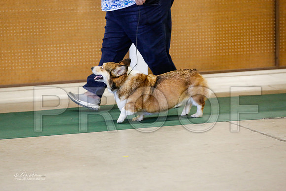 Corgi-5706-NormanNov13-HR