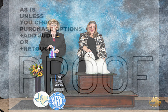 Maltese #9 Sat BOWM Judge Vicki Abbott__JP_0044_Abilene_2024_HR3