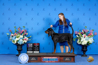 Black and Tan Coonhound #12 WED WB BOS M Judge Barbara Scherer r