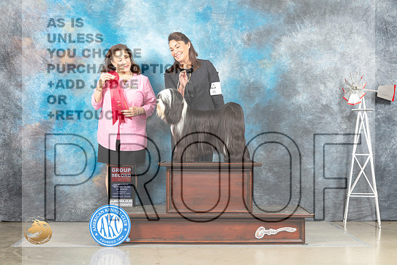 Tibetan Terrier #5 Sat G2 Judge Joan Liebes_MJ_4661_Amarillo_2022_HR3