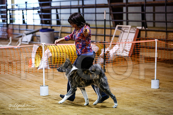 Akita-2304-MrshllDec13-HR