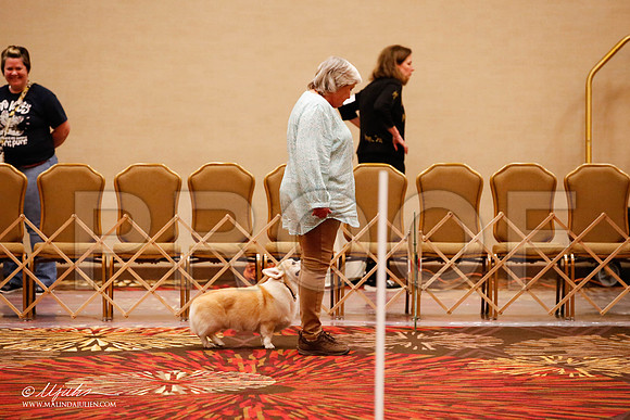 _JJ_8149-HstnCorgiFeb2015-HR3