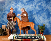 Rhodesian Ridgeback #6 Sat BOB +A2