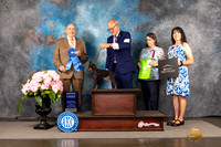 Manchester Terrier #12 Sun G1 Judge Joe Walton