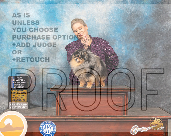 Pomeranian #19 Sat BOWWD Judge Linda ClarkMMJ_4459_Mdlnd2022_HR3