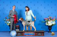 American English Coonhound#6 FRI G2 Judge Douglas Jognson