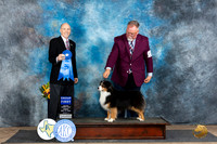 Miniature American Shepherd #11 Fri G1 Judge Larry Abbott
