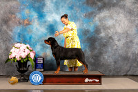Rottweiler #11 SAT WD Judge Ken Murray