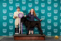 Cane Corso #113 Wed BISS Judge Joseph Gudry