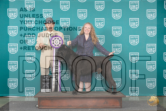 Cane Corso #113 Wed BISS Judge Joseph Gudry__JP_0468_Premier_2024_HR3