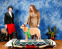 Australian Cattle Dog #17 Fri AOM +A1