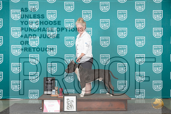 American Pit Bull Terrier #103 Wed BISS Judge Cindy Sanders__JP_0263_Premier_2024_HR3
