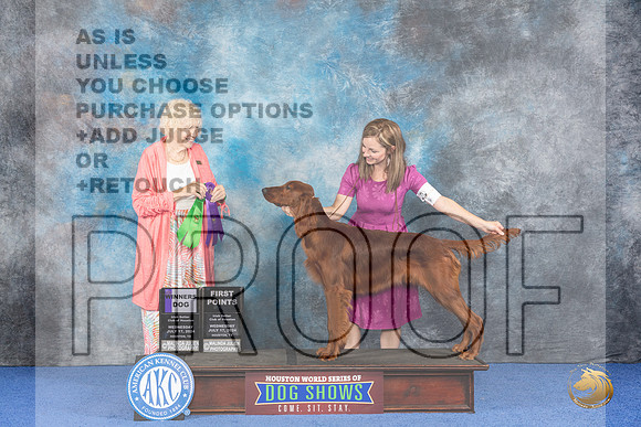 Irish Setter #7 WED WD Judge Nancy Liebes__JP_7071_Houston_2024_HR3