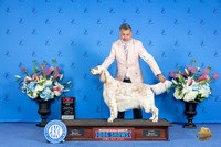 English Setter #20 SUN BOS Judge Nancy Liebes