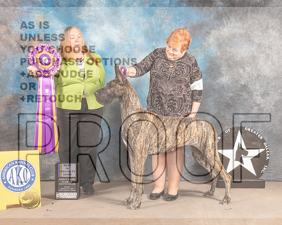 Great Dane #18 Fri BISS Judge Laura Munro-MMJ_7387-FW2022-HR3
